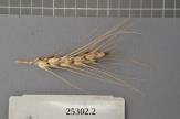 Click for 1 image(s) for this accession. Spike